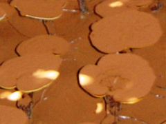霊芝胞子の様子 霊芝胞子の様子